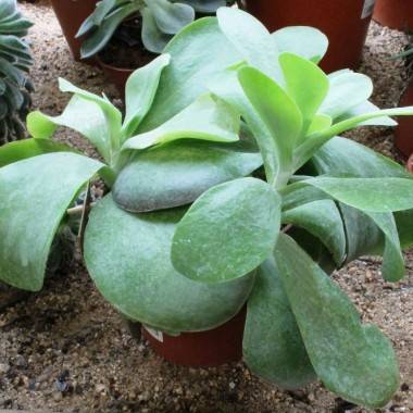 Kalanchoe thyrsiflora - Imagen 2