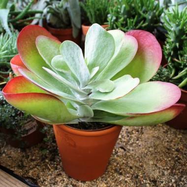 Kalanchoe thyrsiflora - Imagen 1