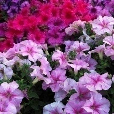 Petunia