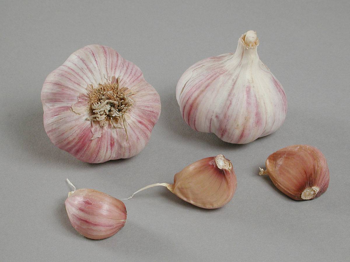 Bulbes Ail violet Germidour 50/60 Filet 500 g