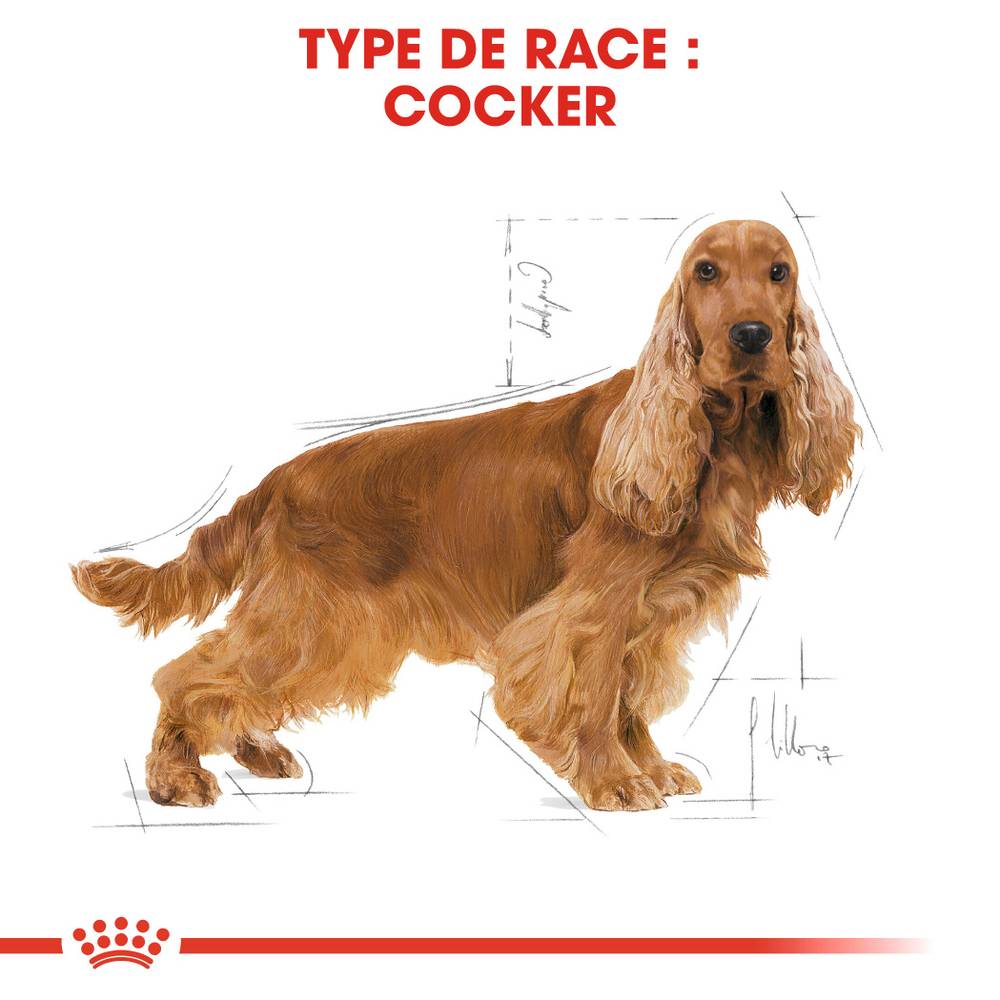 Royal Canin - Croquettes chien Cocker adulte - ROYAL CANIN - Image 14