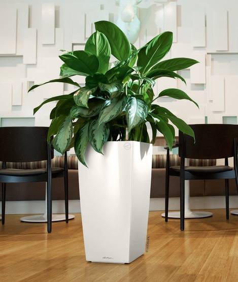 Lechuza - Cubico Premium 30 blanc brillant - Kit complet - Imagen 1