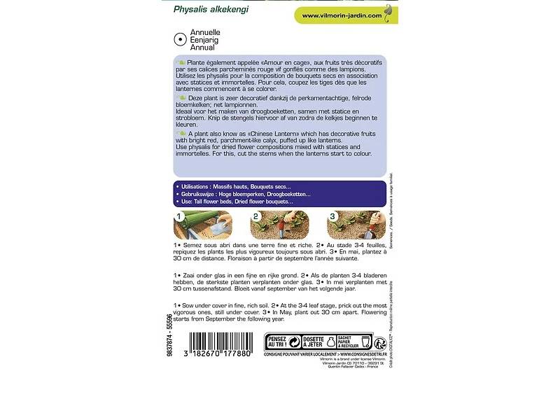 Vilmorin - Physalis lanterne chinoise série 3 sachet graines 1 g - Vilmorin - Image 9