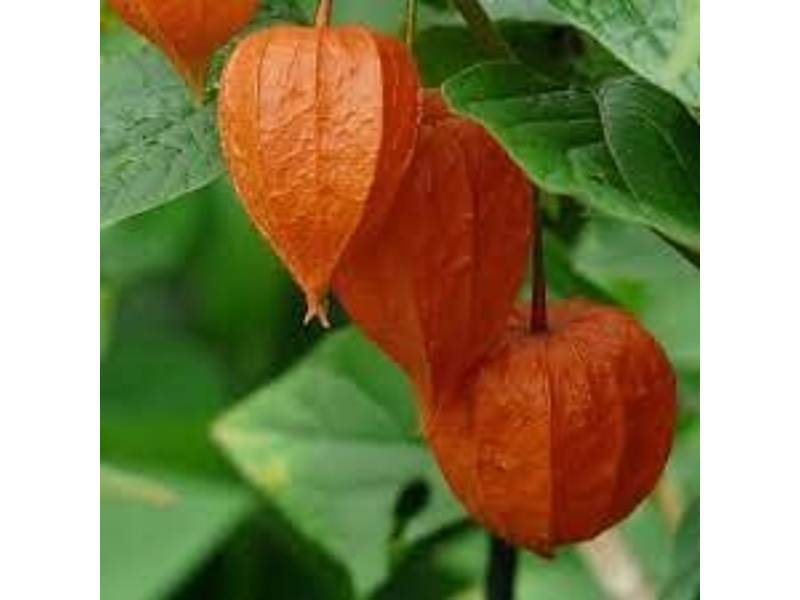 Vilmorin - Physalis lanterne chinoise série 3 sachet graines 1 g - Vilmorin - Image 5