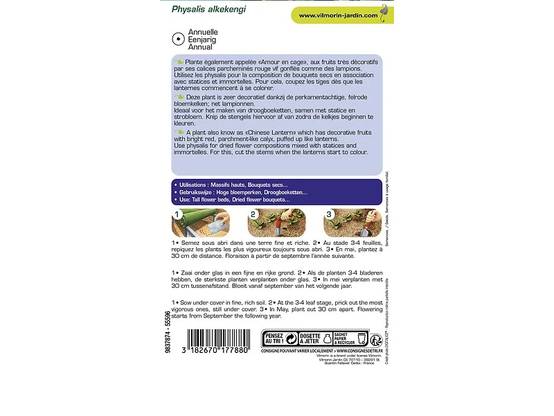 Vilmorin - Physalis lanterne chinoise série 3 sachet graines 1 g - Vilmorin - Image 4
