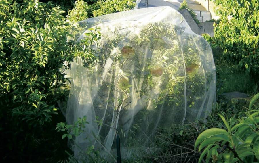 Nortène - PROTECFRUIT Filet spécial verger transparent 5,20x5m - Imagen 2