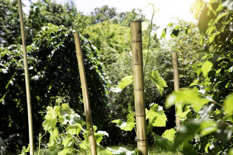 Windhager - Tuteur bambou déco L200 cm ø7 cm - Imagen 3