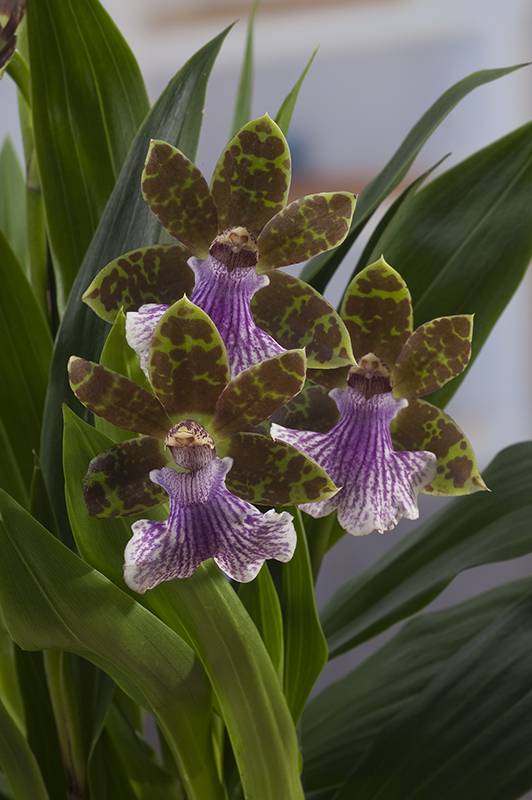 Orquídea Zygopetalum - Imagen 2