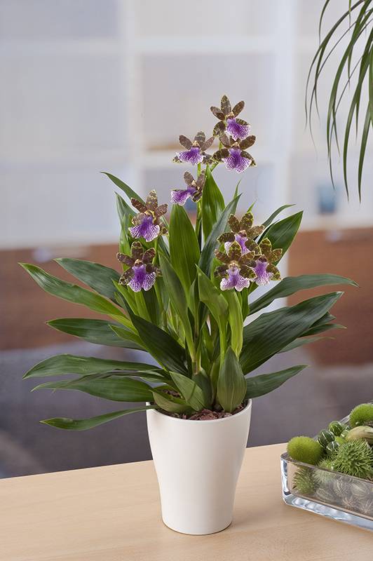 Orquídea Zygopetalum - Imagen 1