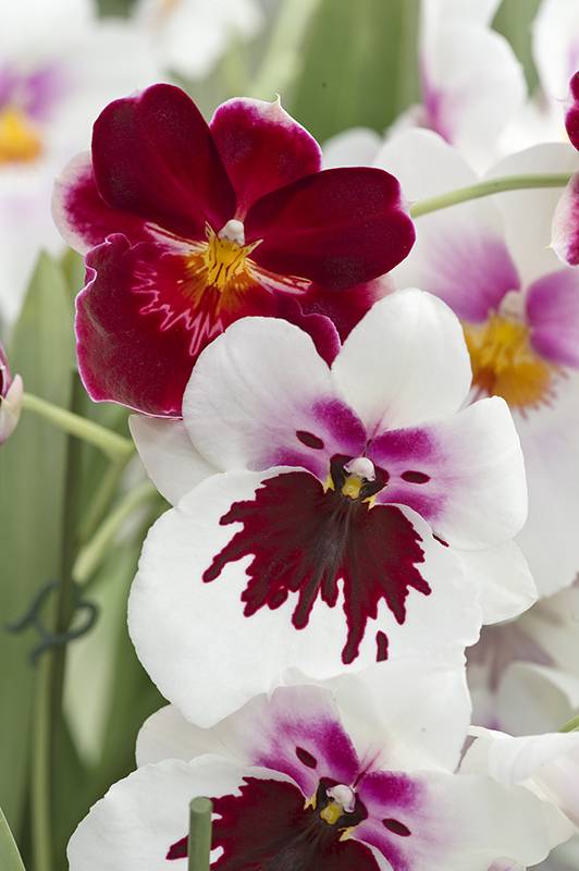 Miltonia