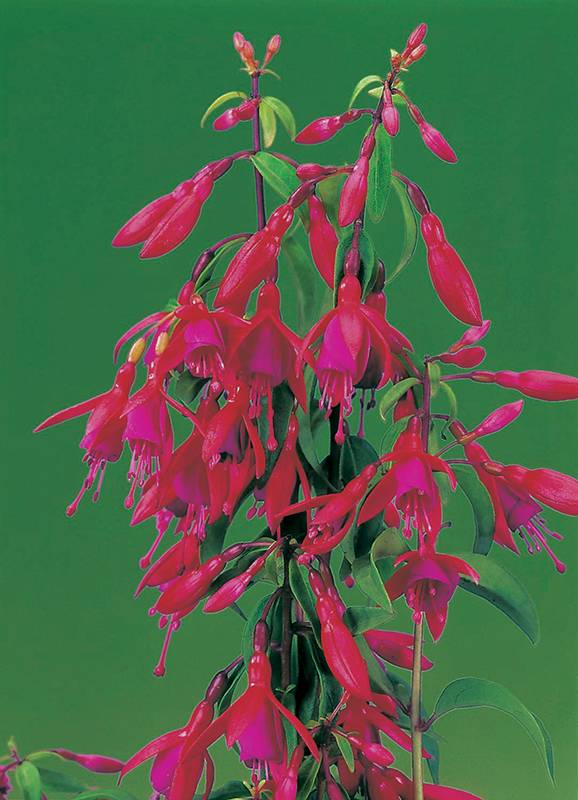 Fuchsia 'Bernisser Hardy'