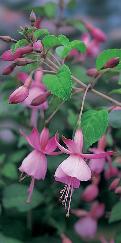 Fuchsia 'Beacon Rosa'