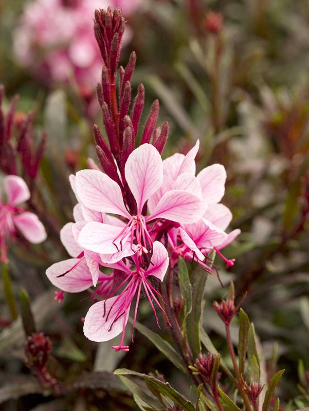 Gaura De Lindheimer 'Passionate Blush'