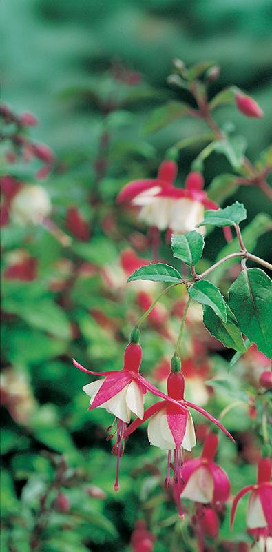 Fuchsia 'Lady Thumb'
