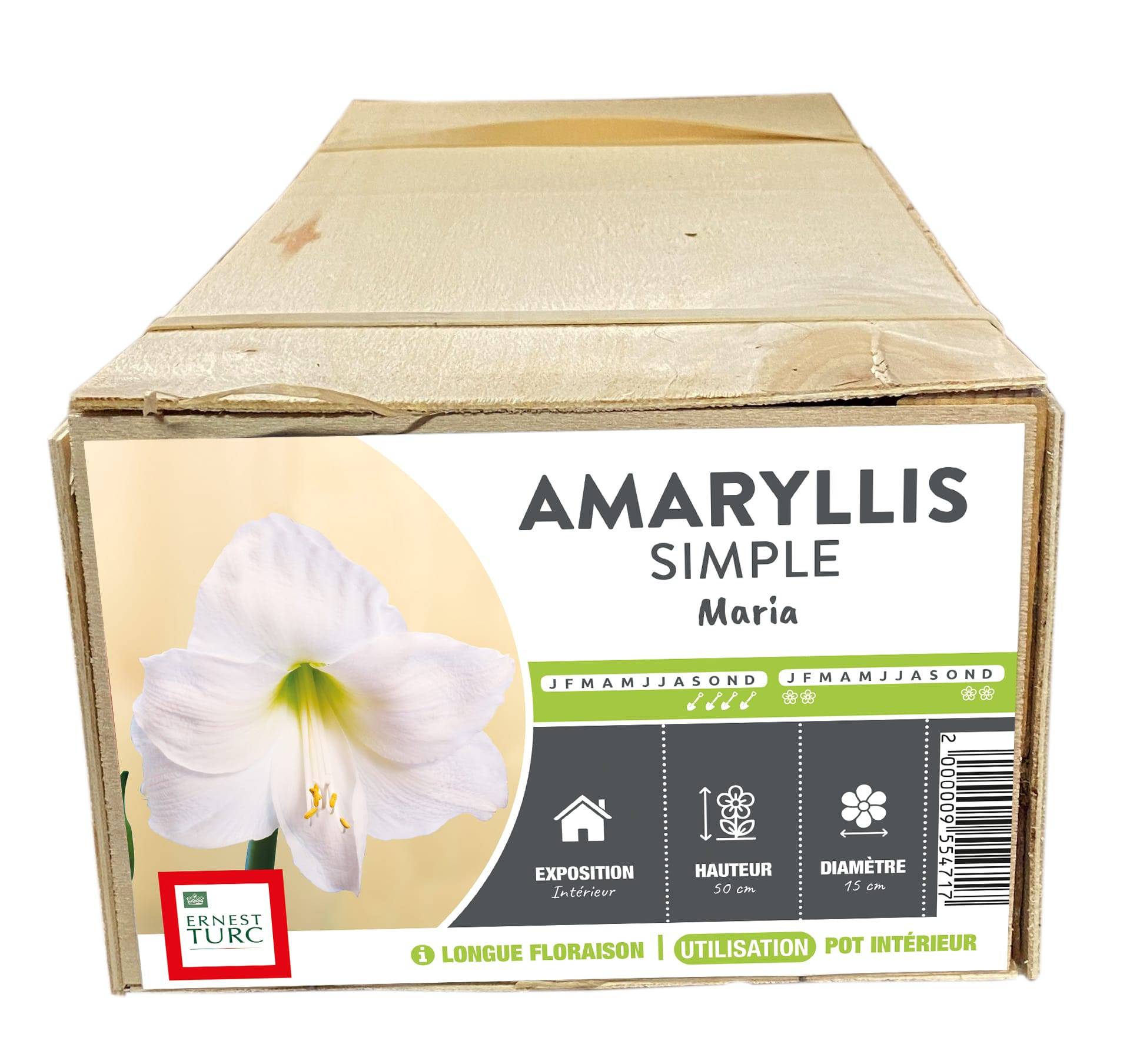 Ernest Turc - Bulbe d'Amaryllis – ERNEST TURC - Image 1