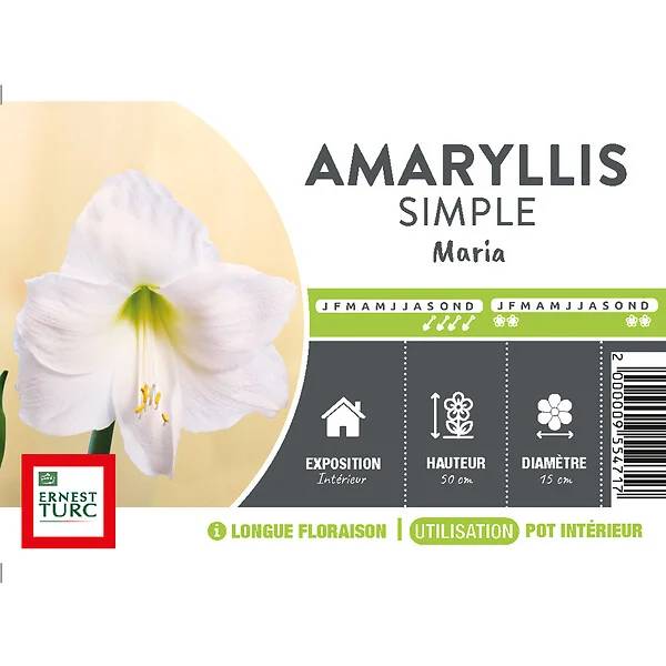 Ernest Turc - Bulbe d'Amaryllis – ERNEST TURC - Image 2