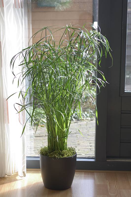 Cyperus alternifolius