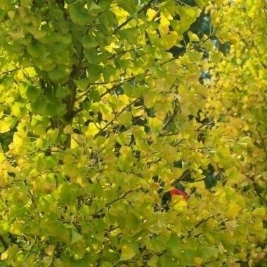 Arbre aux quarante écus 'Fast Blagon'