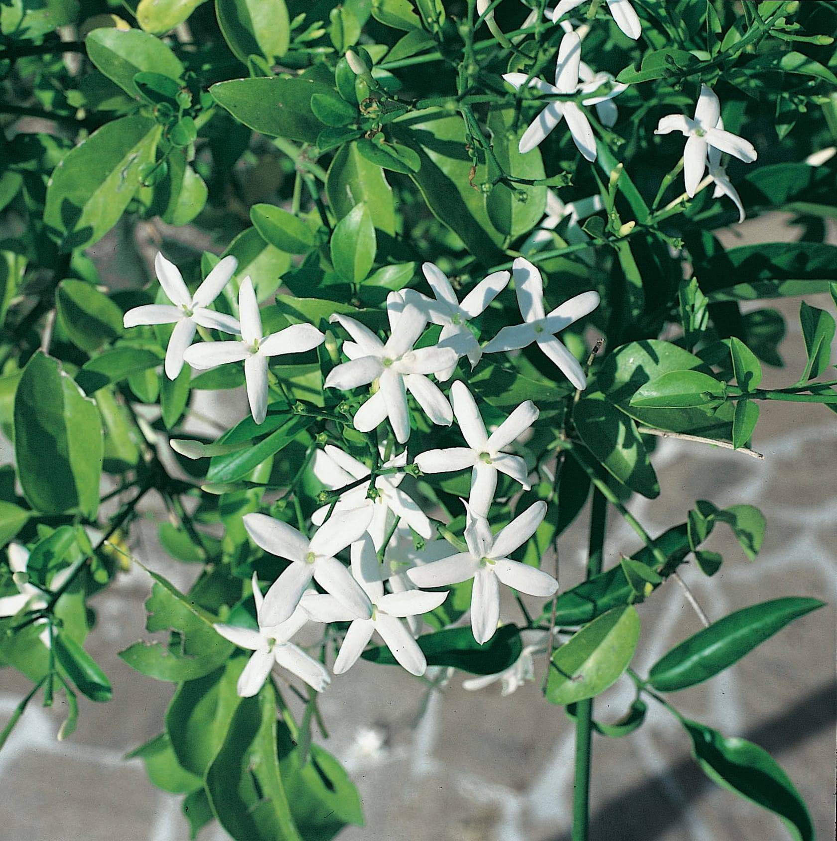 Jasmin des Açores