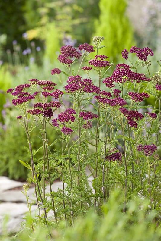 Achillée 'Cerise Queen' - Image 1