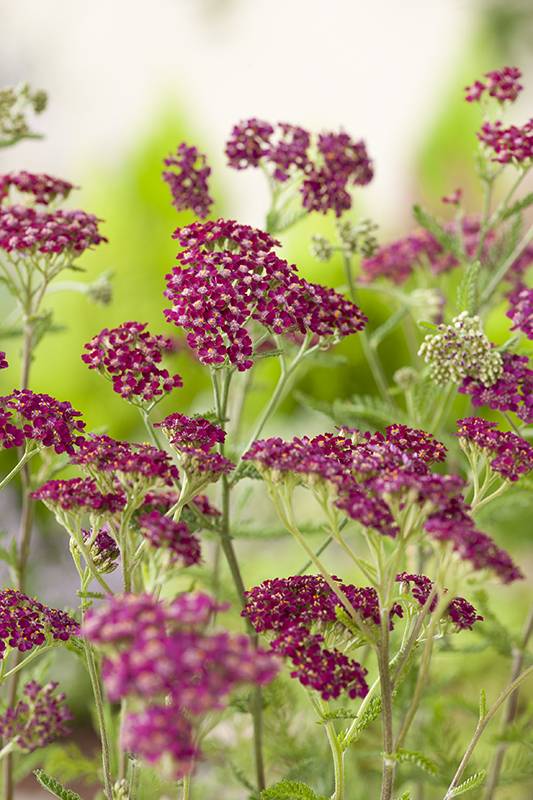 Achillée 'Cerise Queen' - Image 2