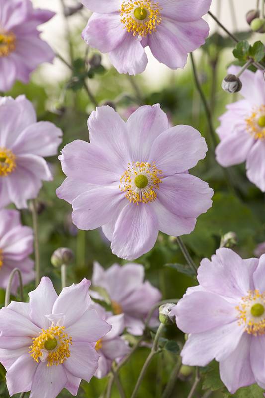 Anémona del Japón 'Königin Charlotte' - Imagen 2