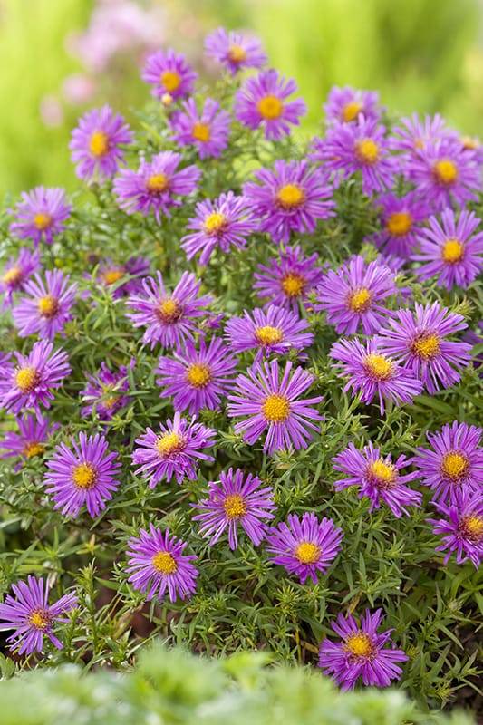 Aster de otoño - Imagen 2