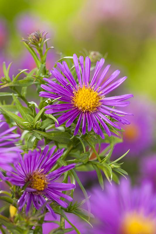 Aster de otoño - Imagen 3