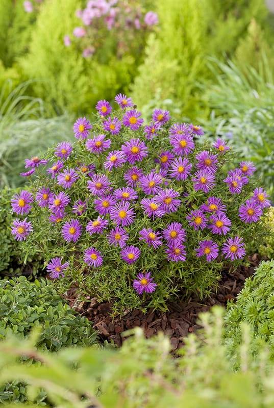 Aster de otoño - Imagen 1