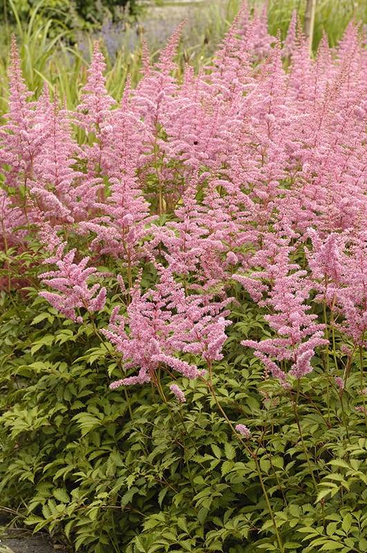 Astilbe d'Arends 'Cattleya'