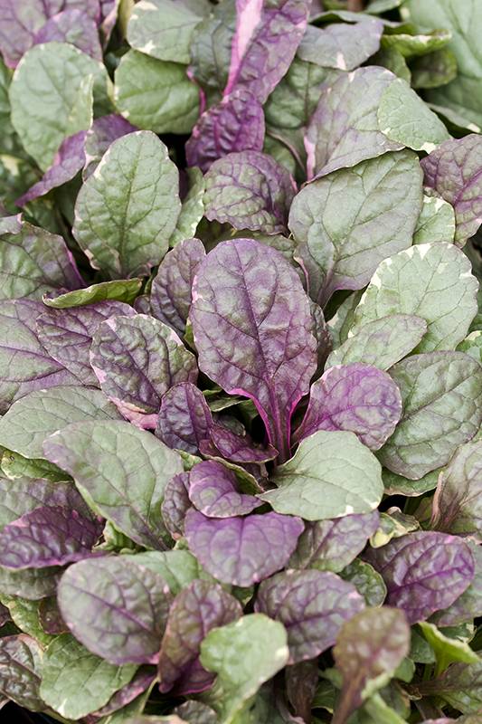 Bugle Rampant 'Burgundy Glow' - Image 3