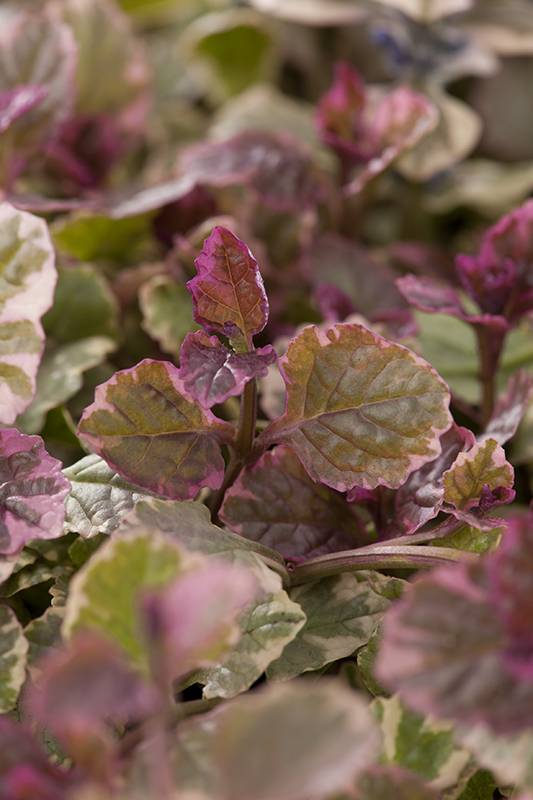 Bugle Rampant 'Burgundy Glow' - Image 2