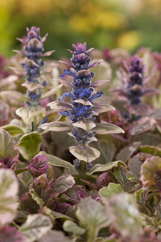 Bugle Rampant 'Burgundy Glow' - Image 1