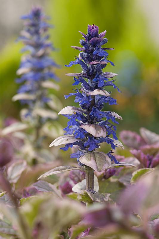 Bugle Rampant 'Burgundy Glow' - Image 4