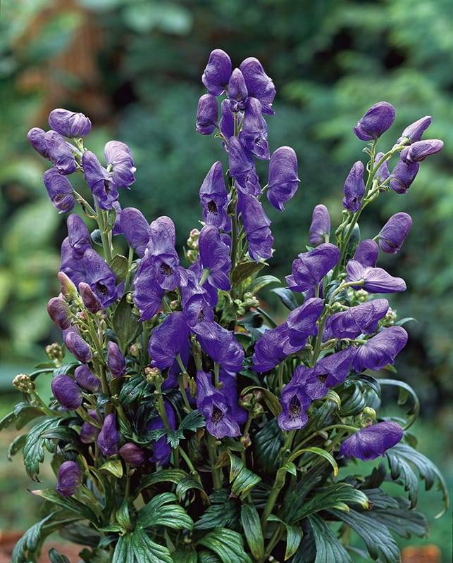Aconit 'Arendsii'