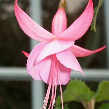 Fuchsia 'Beacon Rosa'