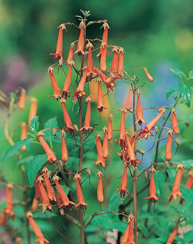 Fuchsia du Cap