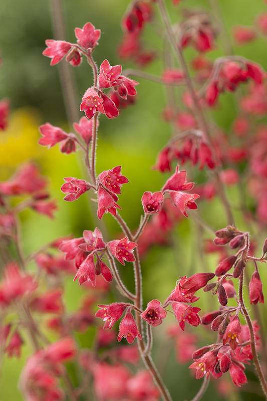 Heuchera 'Pluie de Feu' - Imagen 2