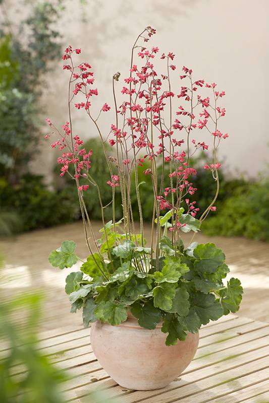 Heuchera 'Pluie de Feu' - Imagen 1