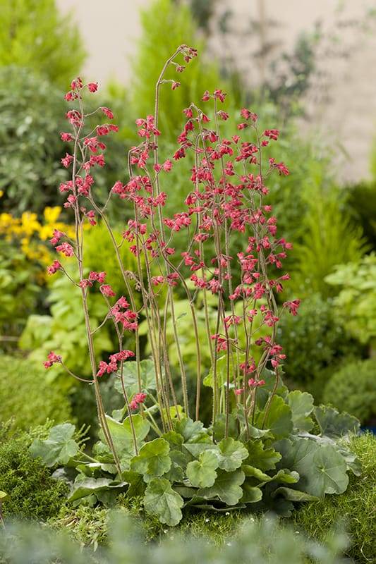 Heuchera 'Pluie de Feu' - Imagen 3