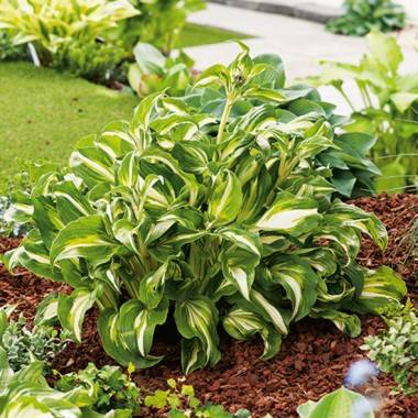 Hosta 'Mediovariegata', hosta 'Cream Delight'