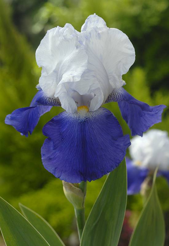 Iris des jardins arpege bicolore