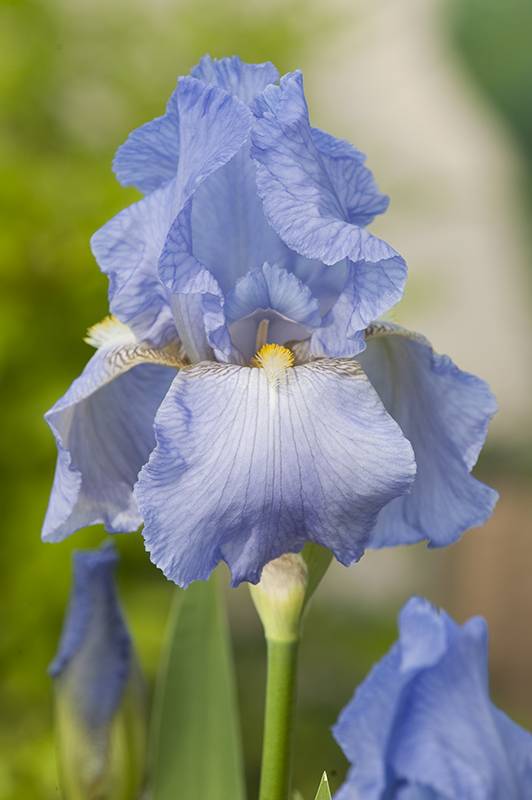 Iris des jardins harbor blue