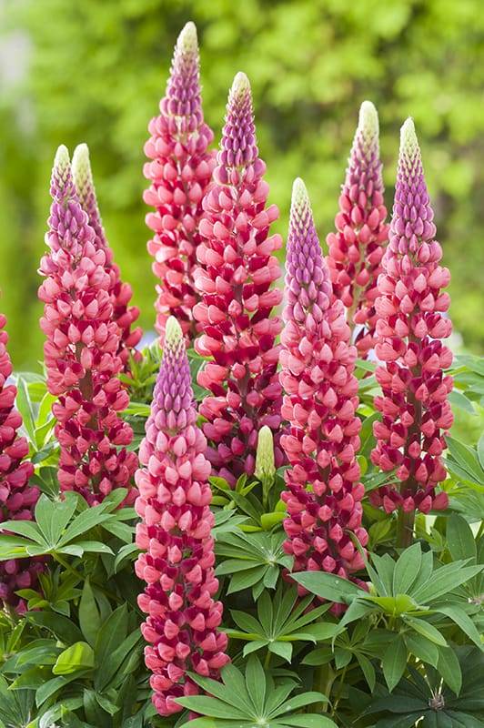 Lupin 'Les Pages'
