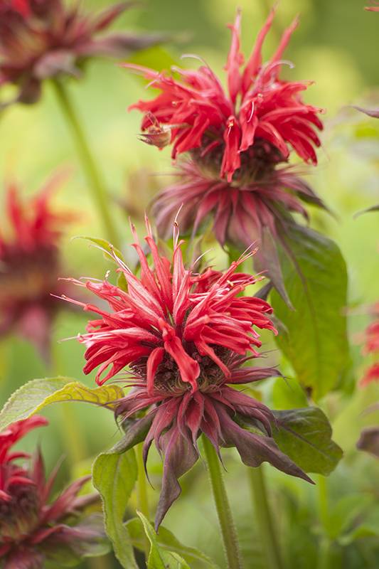 Monarda 'Cambridge Scarlet' - Imagen 2