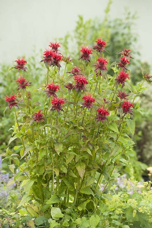 Monarda 'Cambridge Scarlet' - Imagen 1