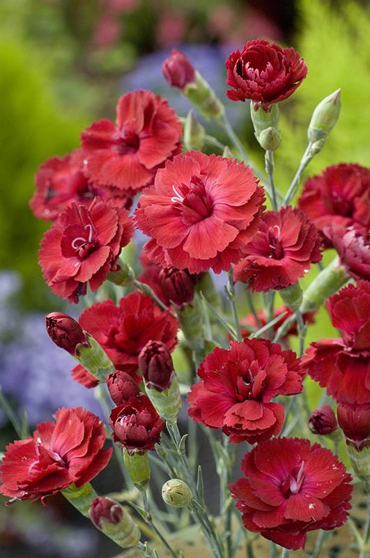 Clavelina 'Cheryl Rouge' - Imagen 1