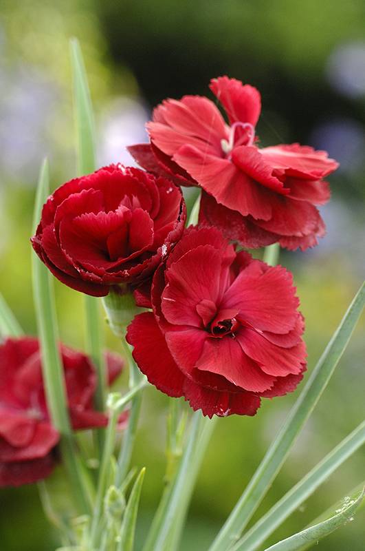 Clavelina 'Cheryl Rouge' - Imagen 2