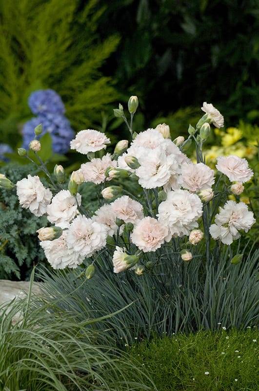 Clavelina Widecom Fair blanca - Imagen 1