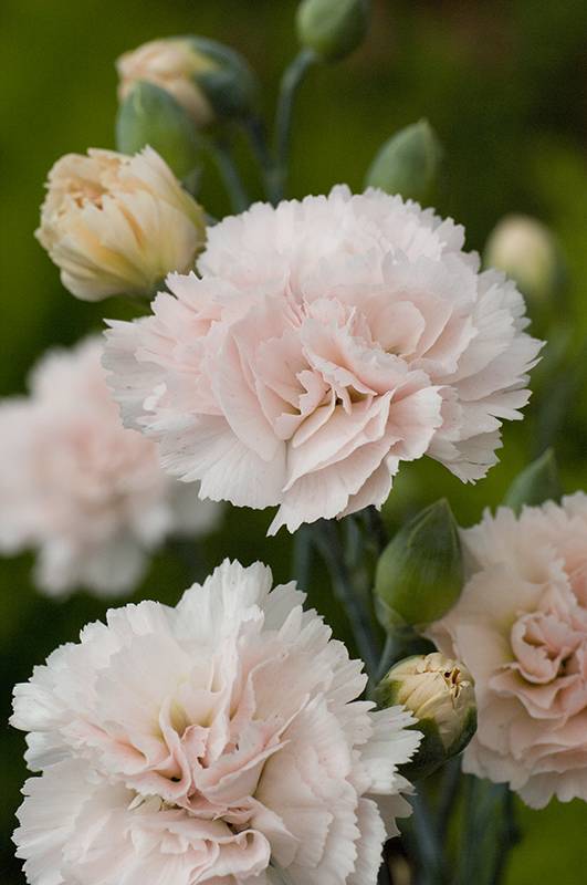 Clavelina Widecom Fair blanca - Imagen 2